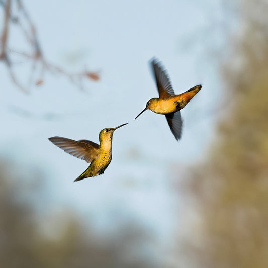 Flying Hummingbirds