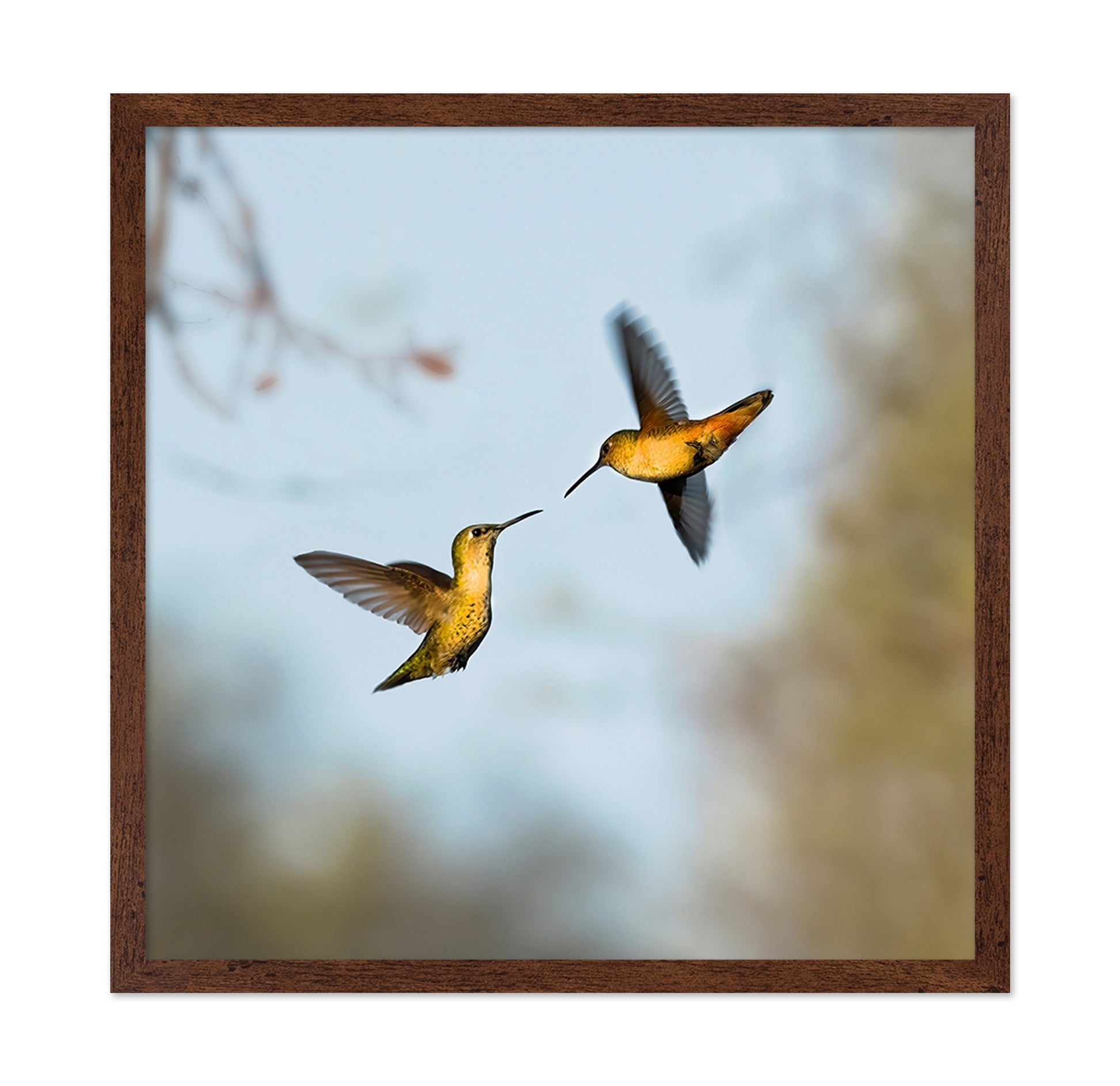 Flying Hummingbirds