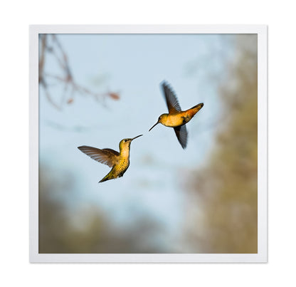 Flying Hummingbirds