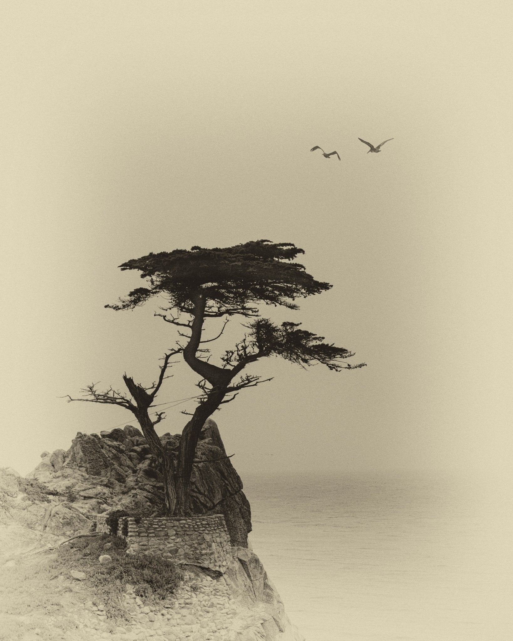 Coastal Lone Tree