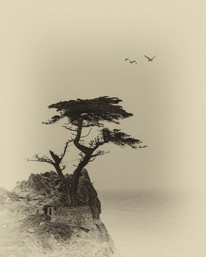 Coastal Lone Tree