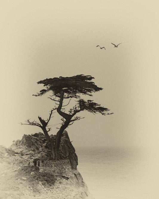 Coastal Lone Tree