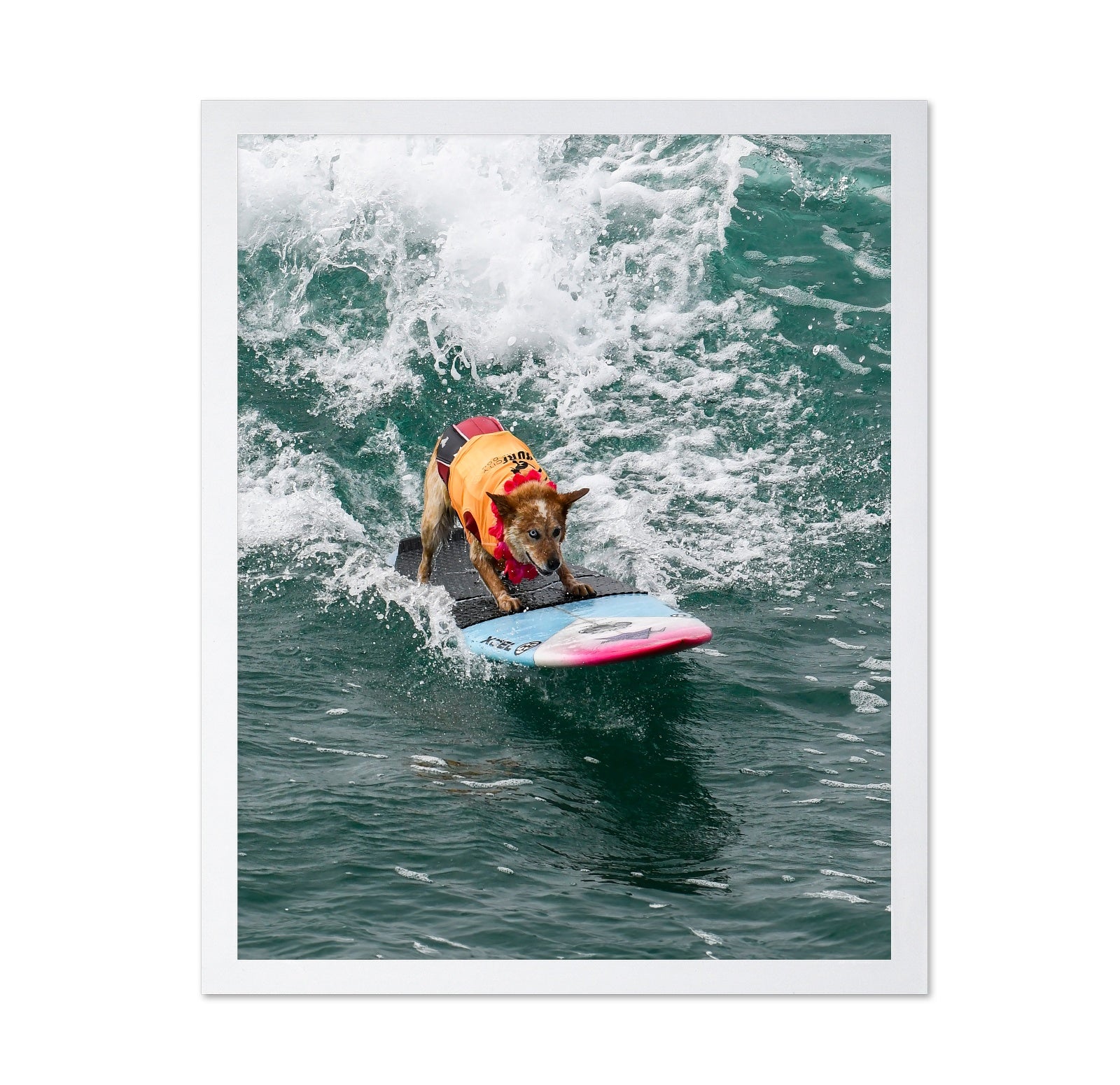 Surfing Dog