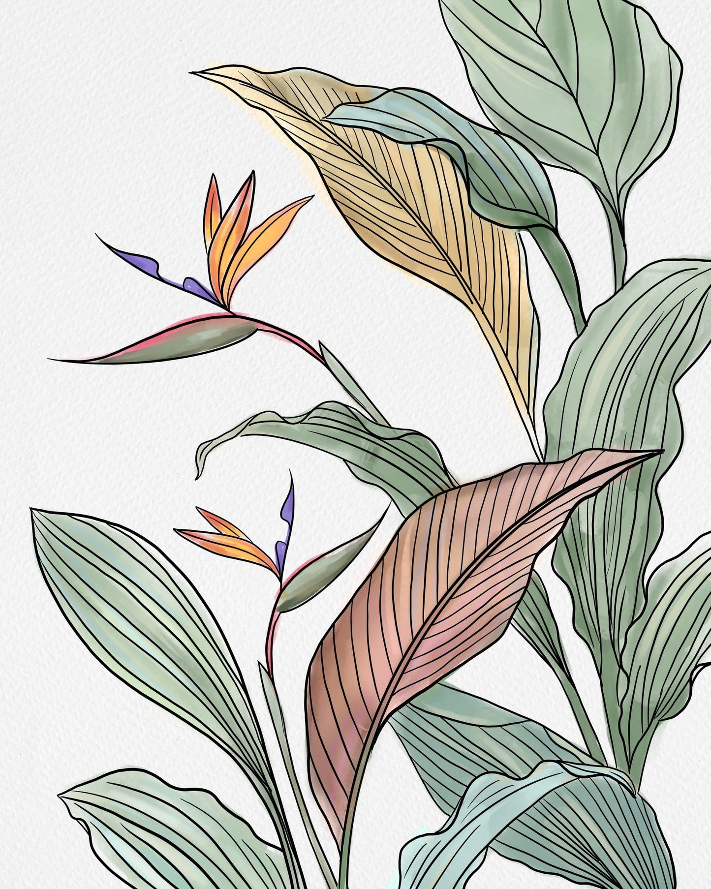 Bird Of Paradise Leaves