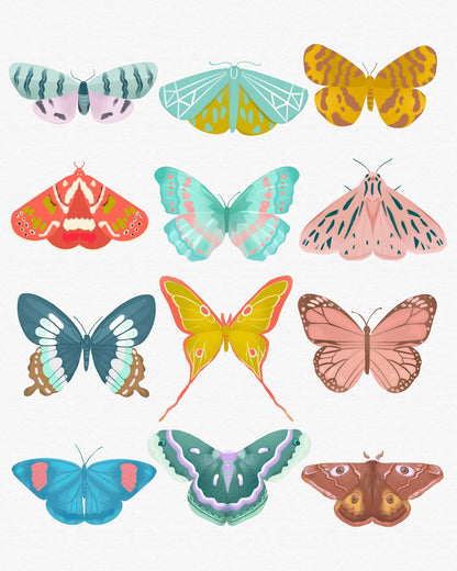 Butterfly Collection
