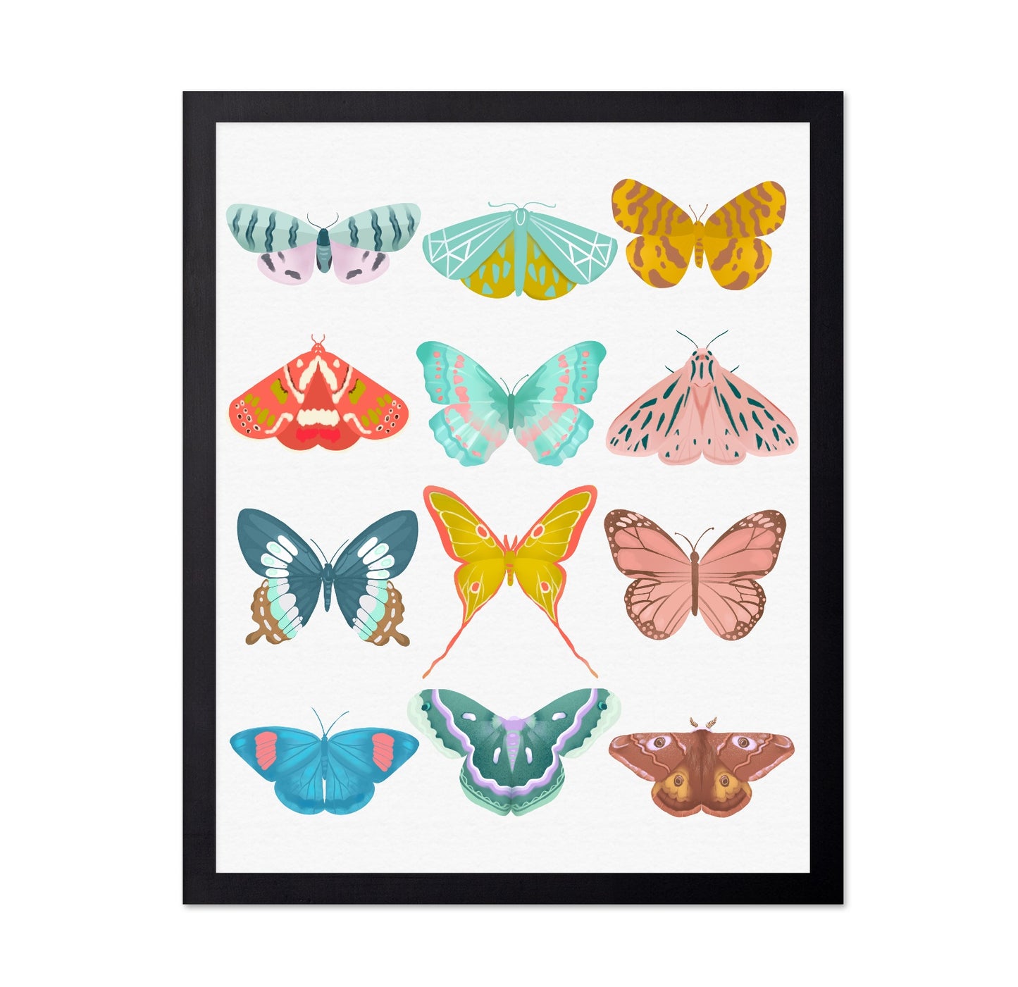 Butterfly Collection