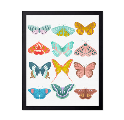 Butterfly Collection