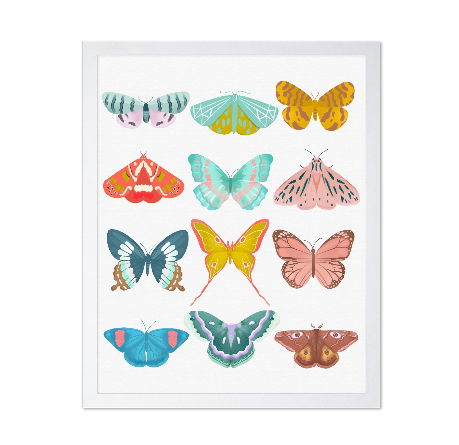 Butterfly Collection