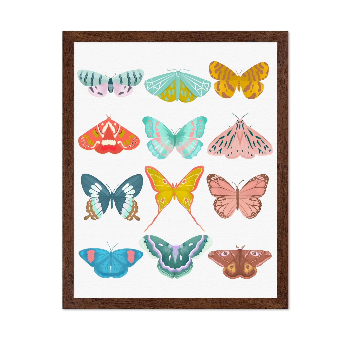Butterfly Collection