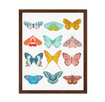 Butterfly Collection