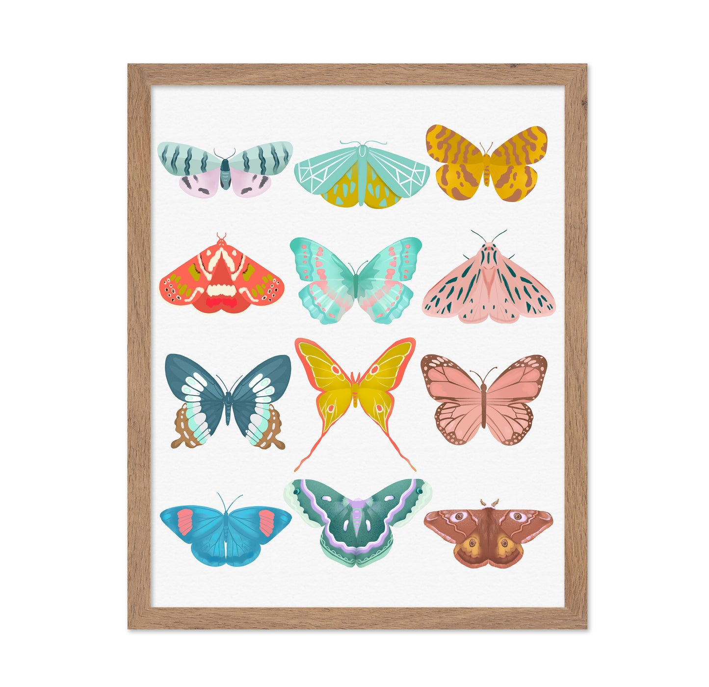 Butterfly Collection