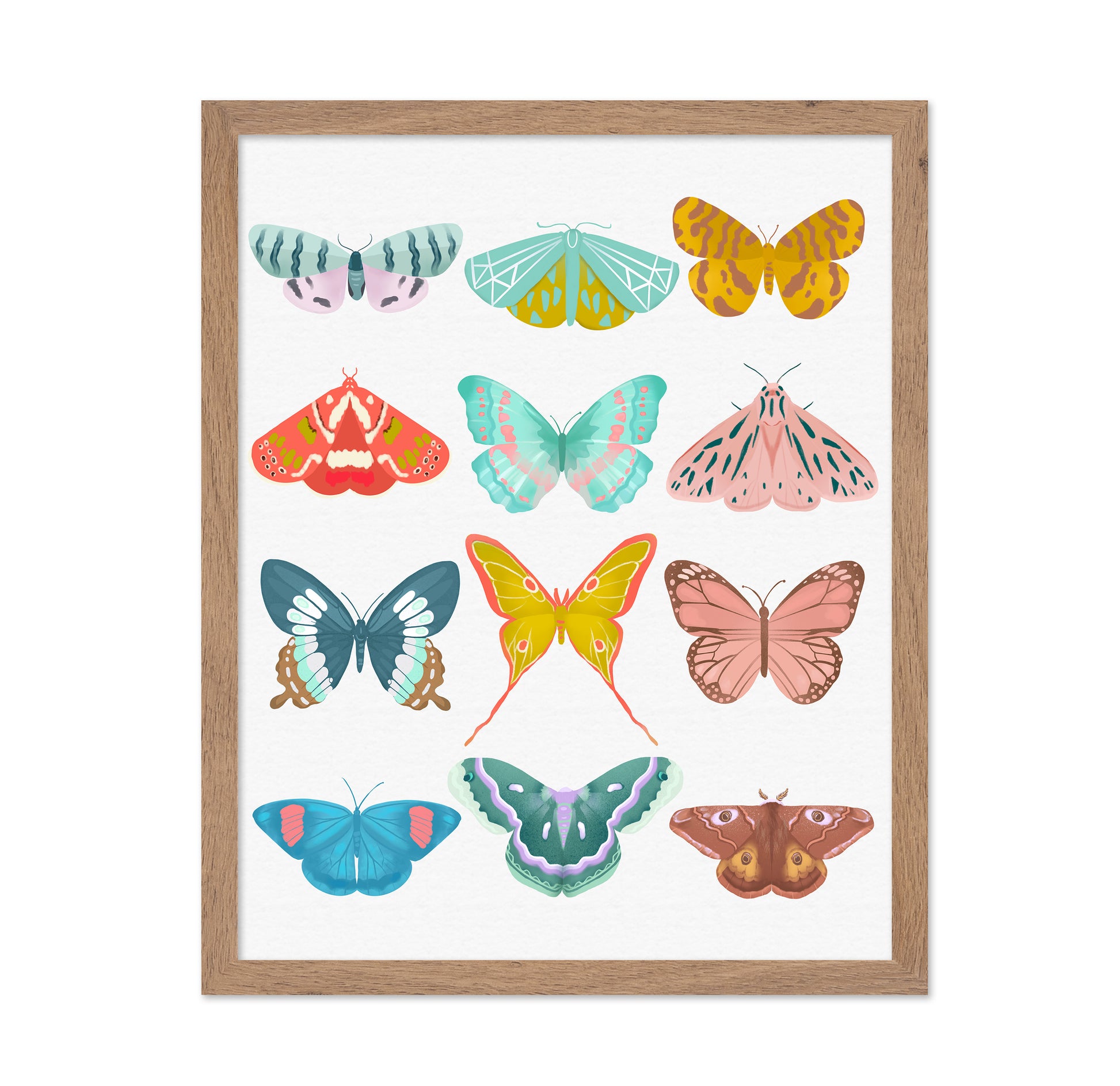 Butterfly Collection