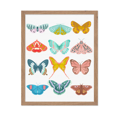 Butterfly Collection