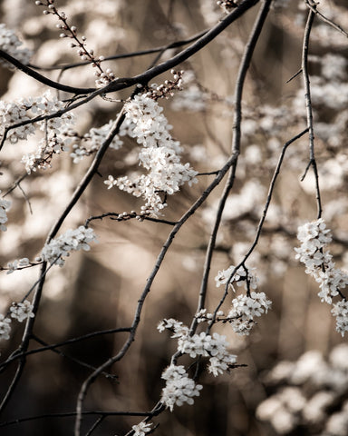 Spring Blossom Branches