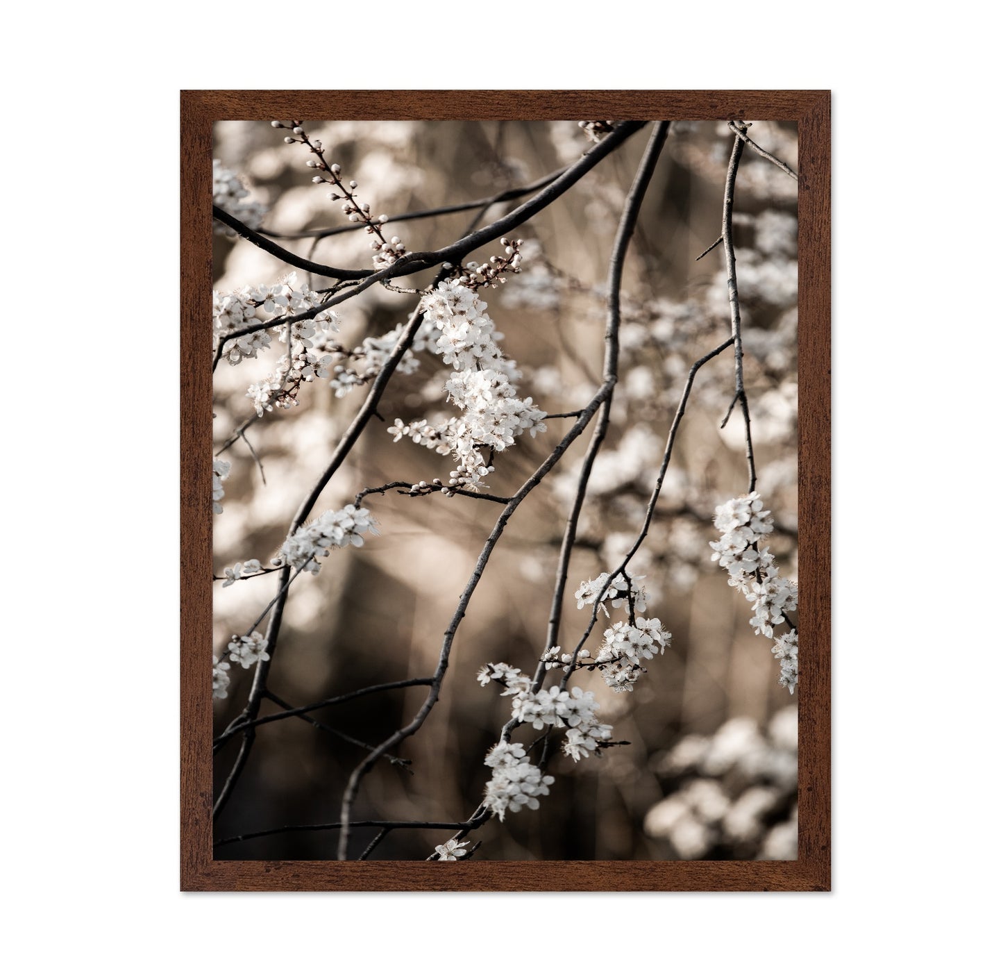 Spring Blossom Branches