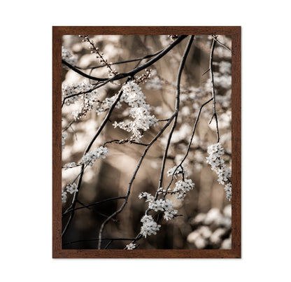 Spring Blossom Branches