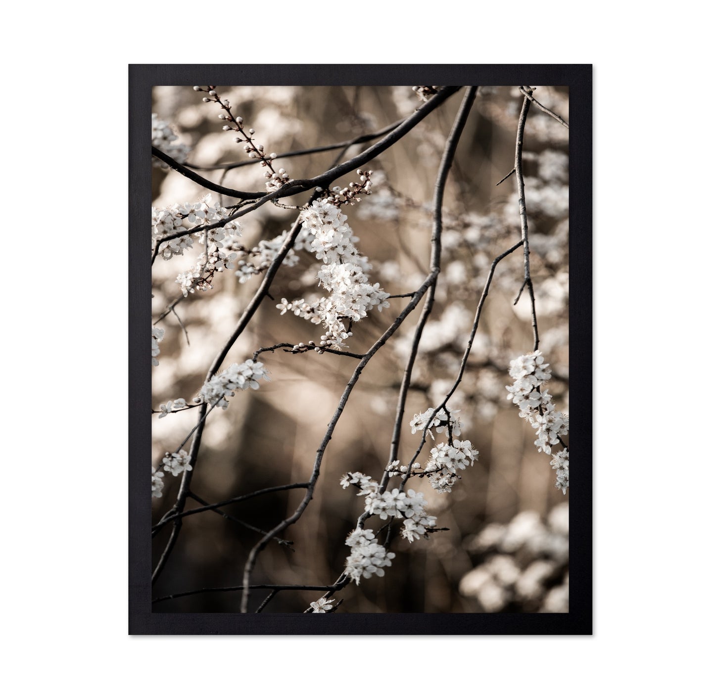 Spring Blossom Branches