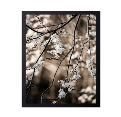 Spring Blossom Branches
