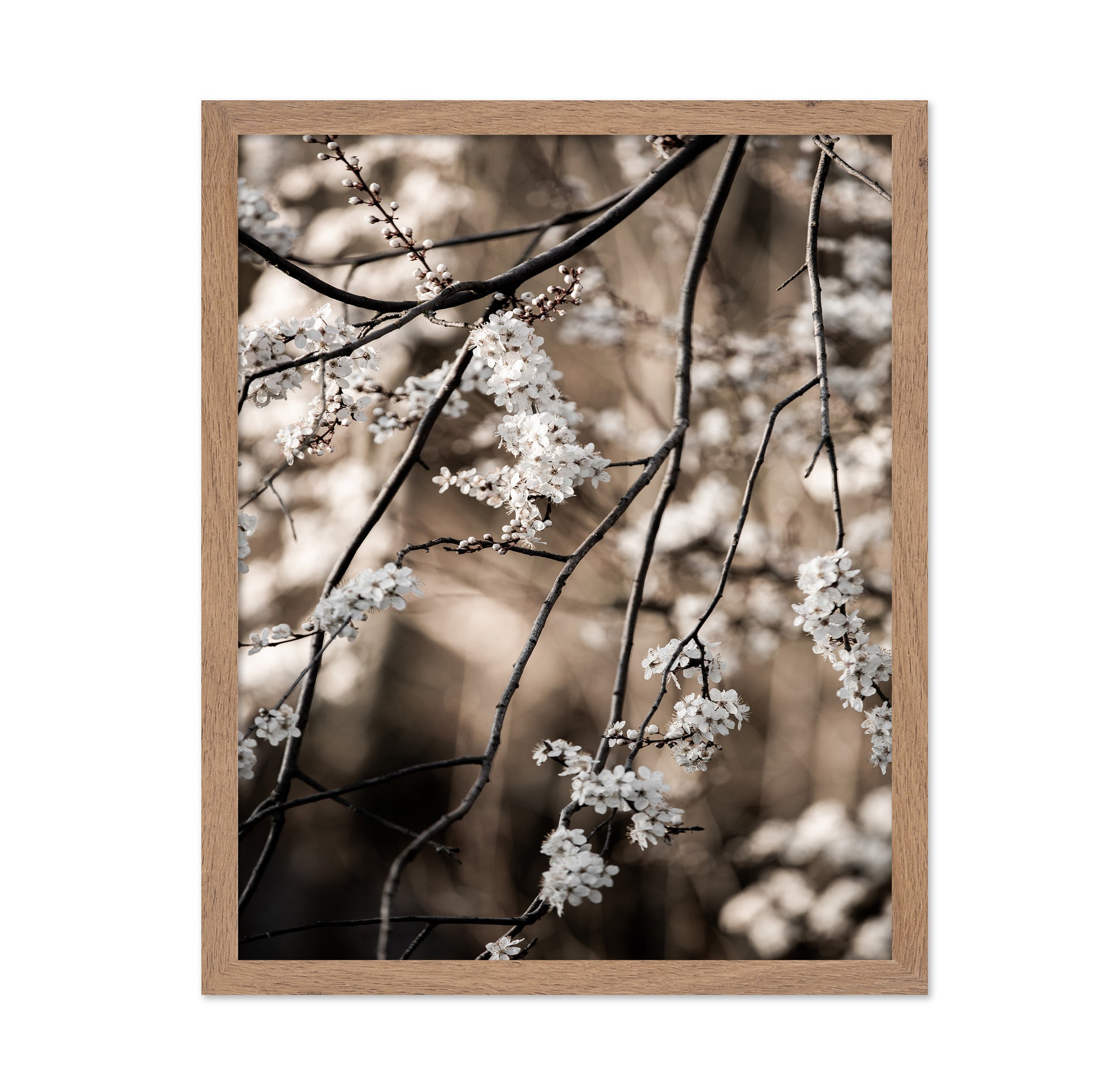 Spring Blossom Branches