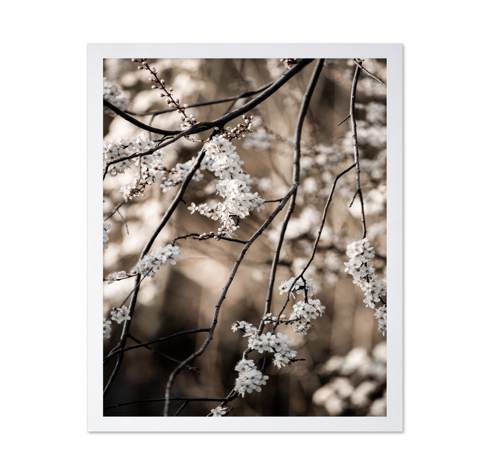 Spring Blossom Branches