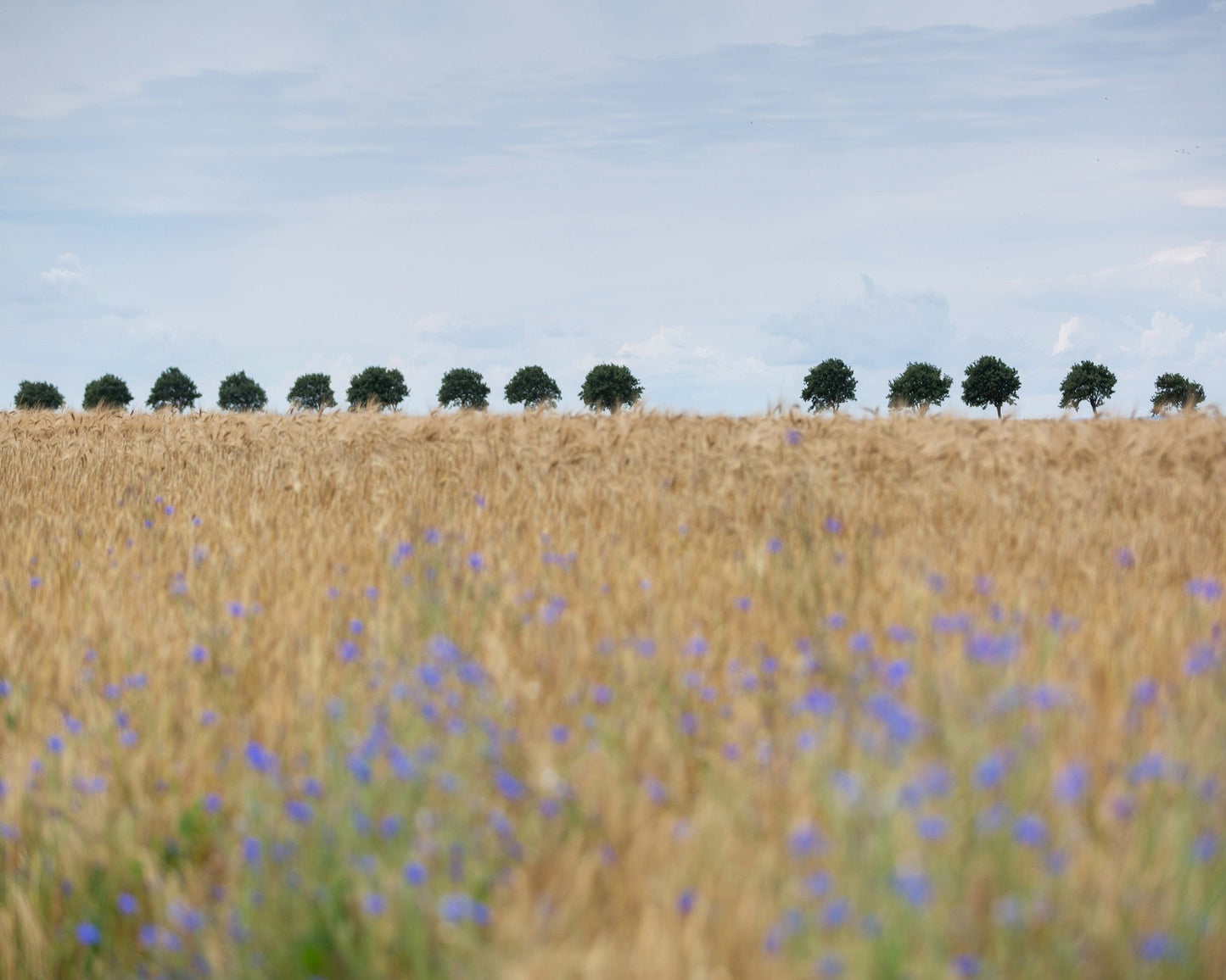 Nordic Wheat Field