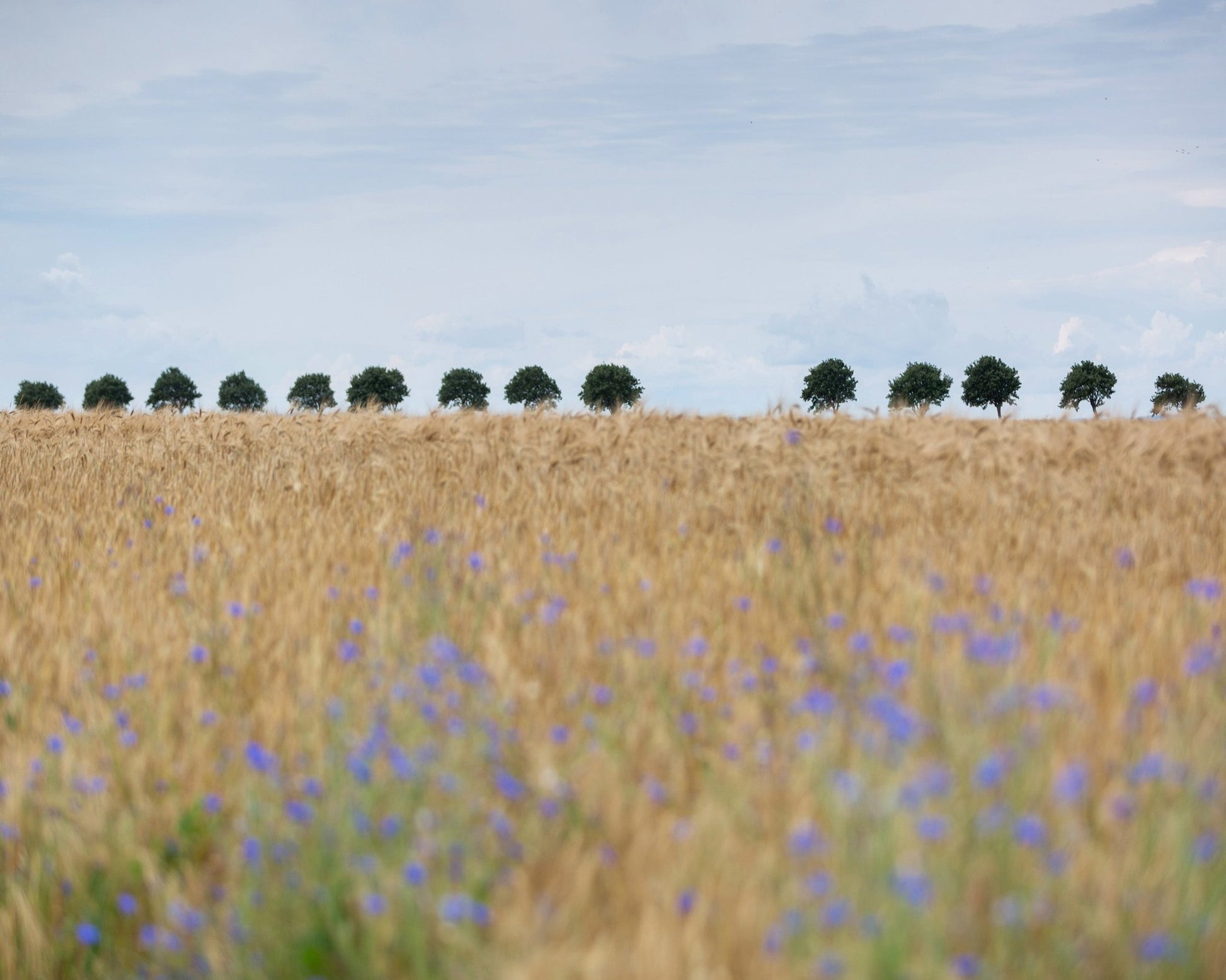Nordic Wheat Field