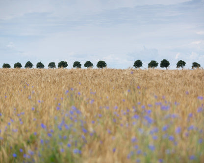Nordic Wheat Field