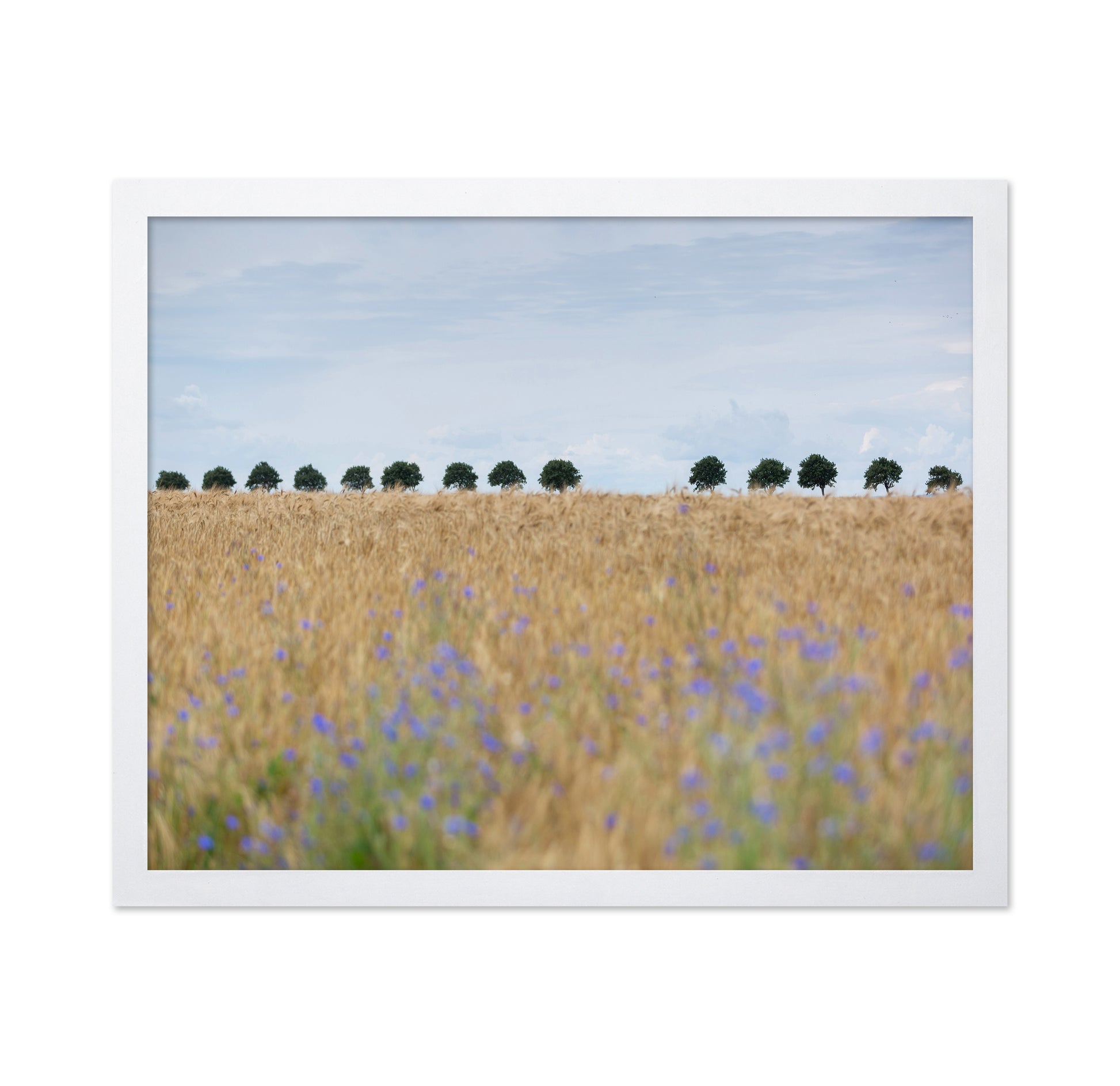Nordic Wheat Field