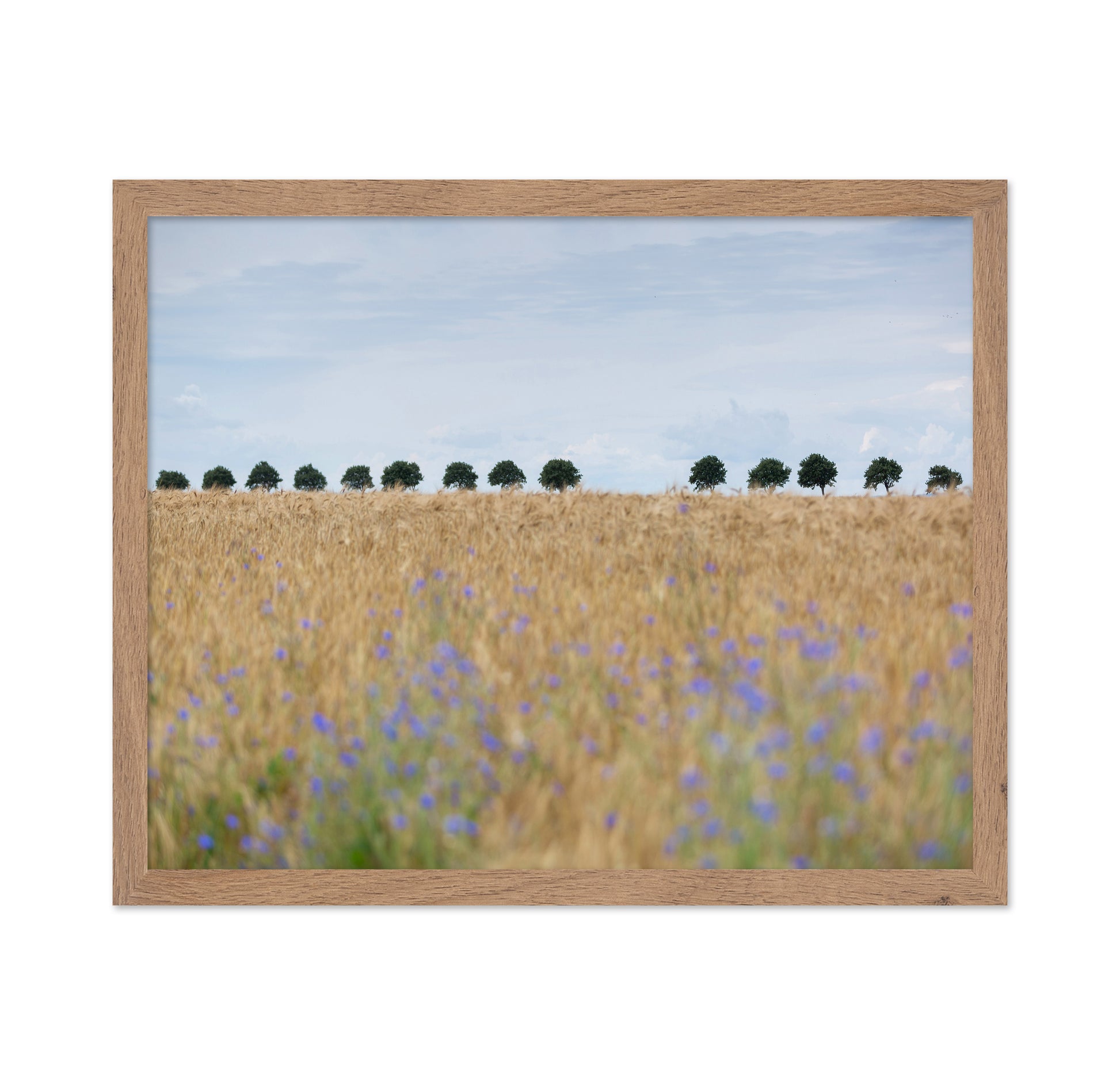 Nordic Wheat Field