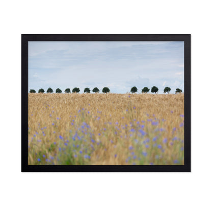 Nordic Wheat Field