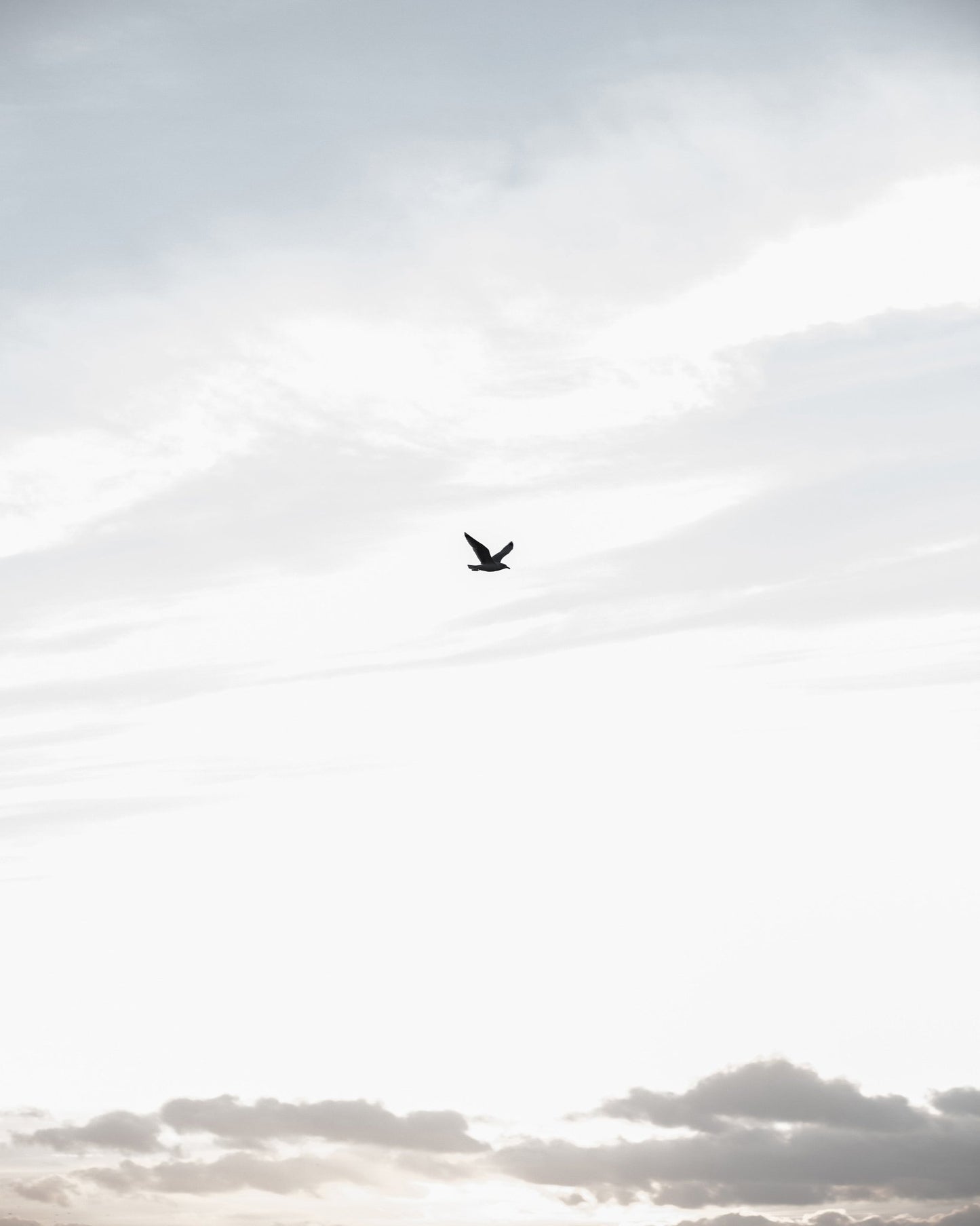 Lone Bird in Sky