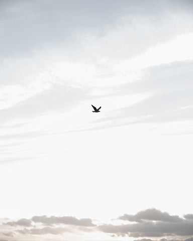 Lone Bird in Sky