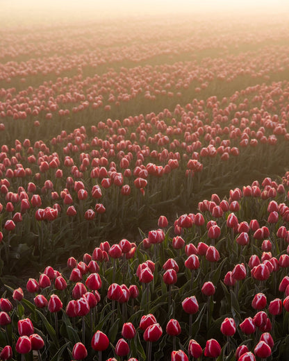 Tulip Field Sunrise