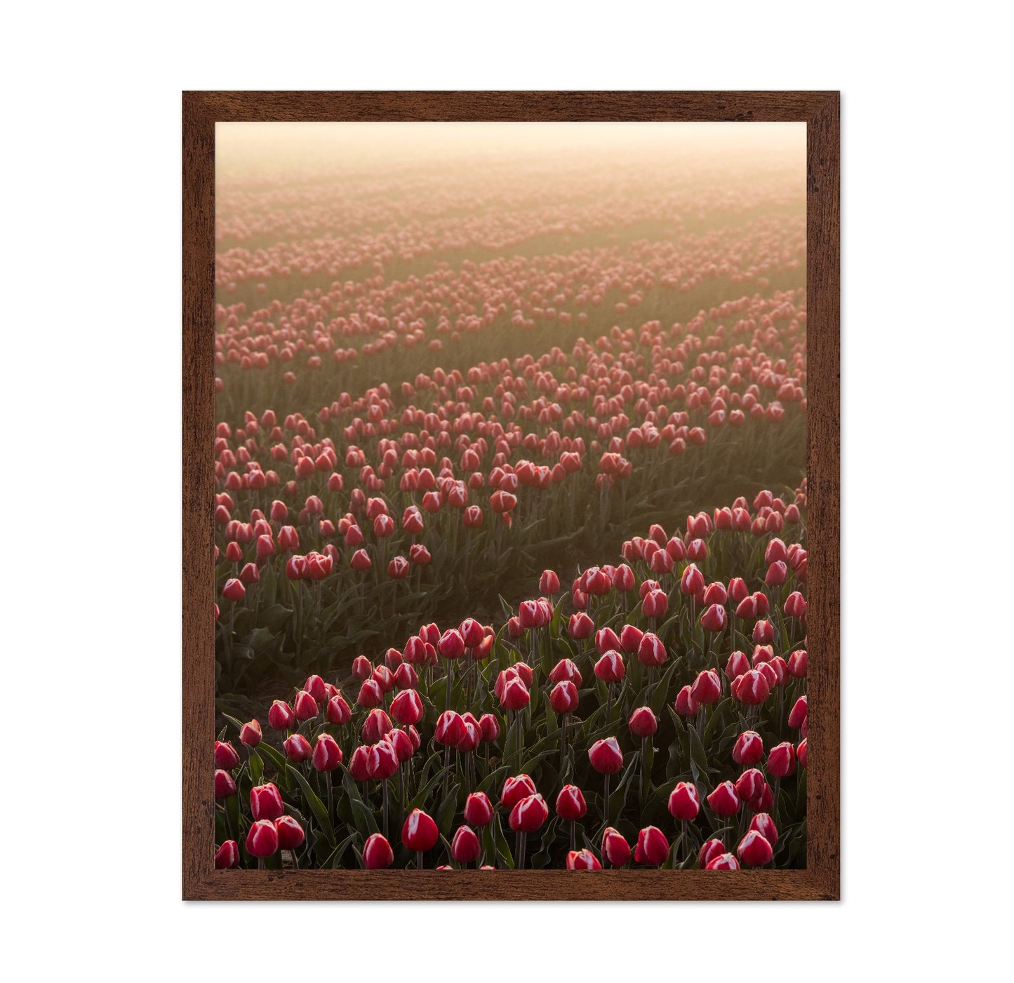 Tulip Field Sunrise