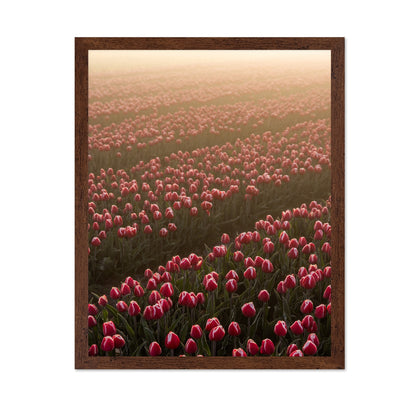 Tulip Field Sunrise