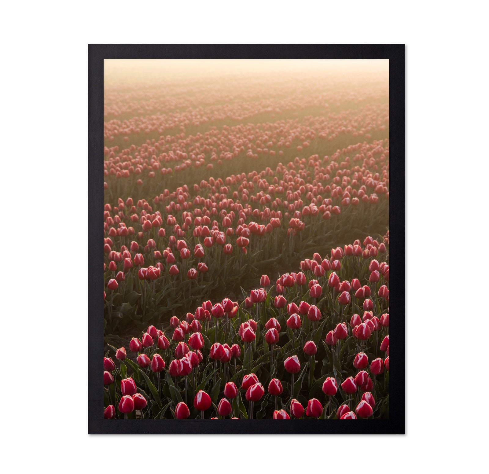 Tulip Field Sunrise