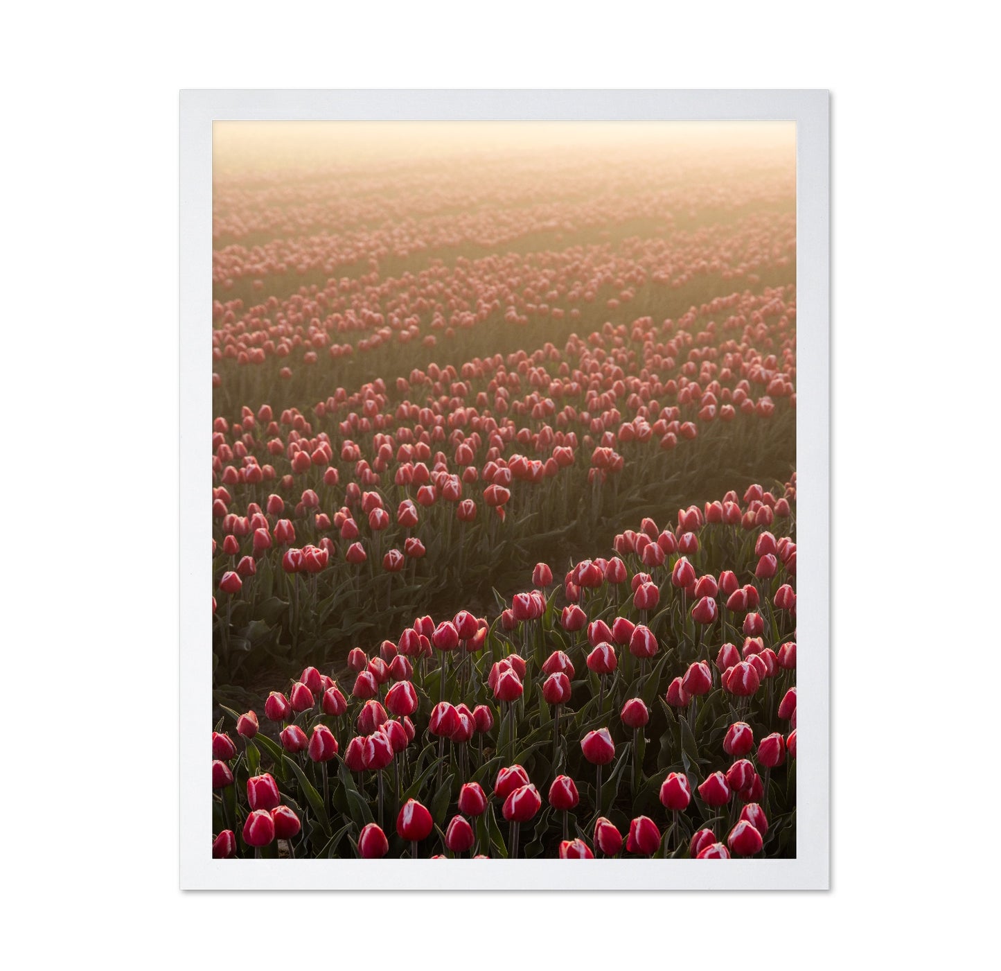 Tulip Field Sunrise