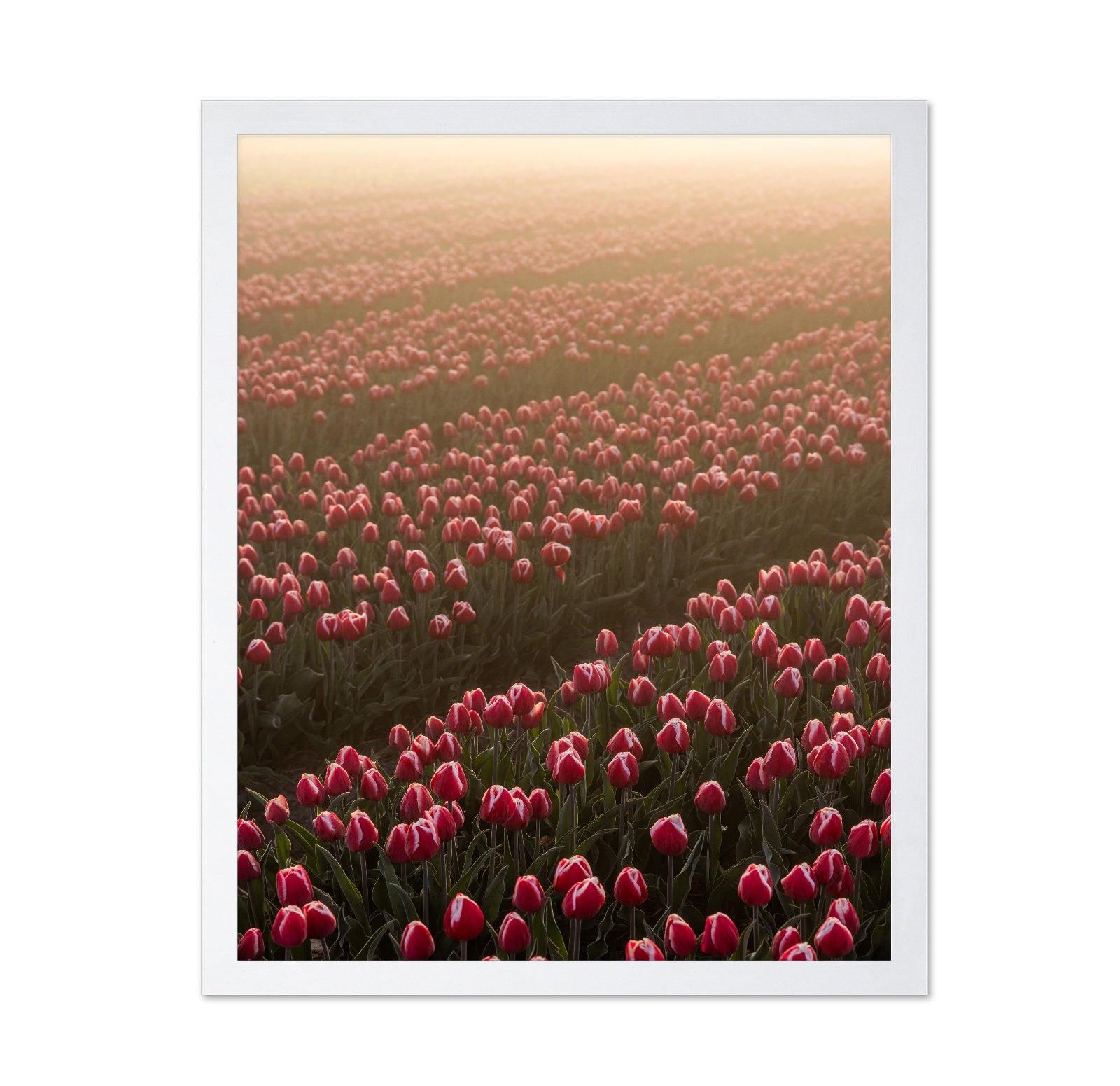 Tulip Field Sunrise