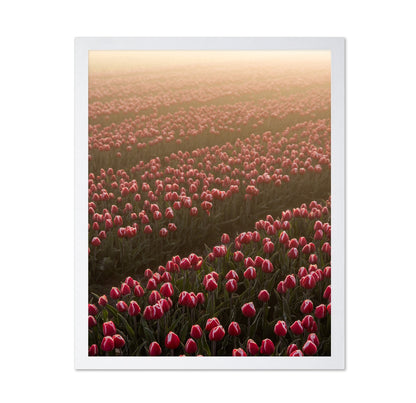 Tulip Field Sunrise