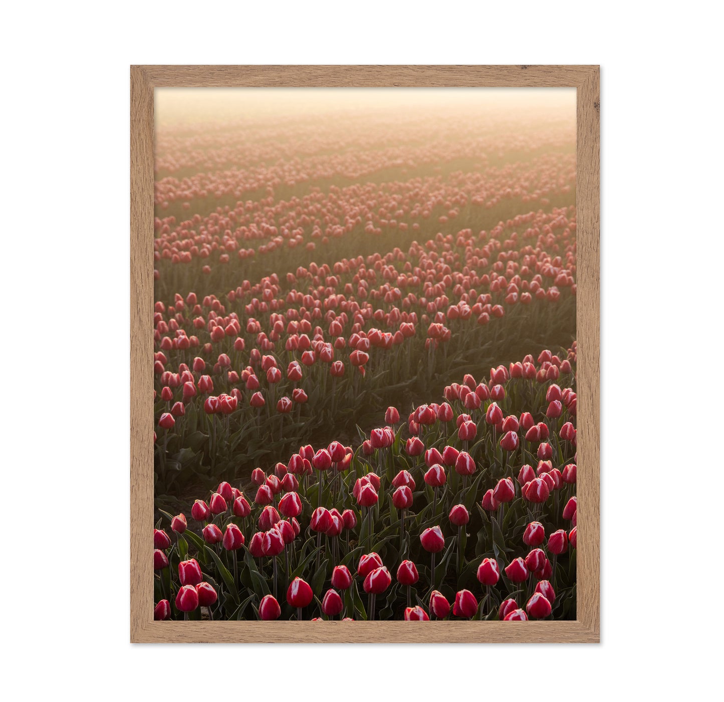 Tulip Field Sunrise