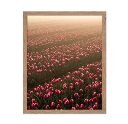 Tulip Field Sunrise