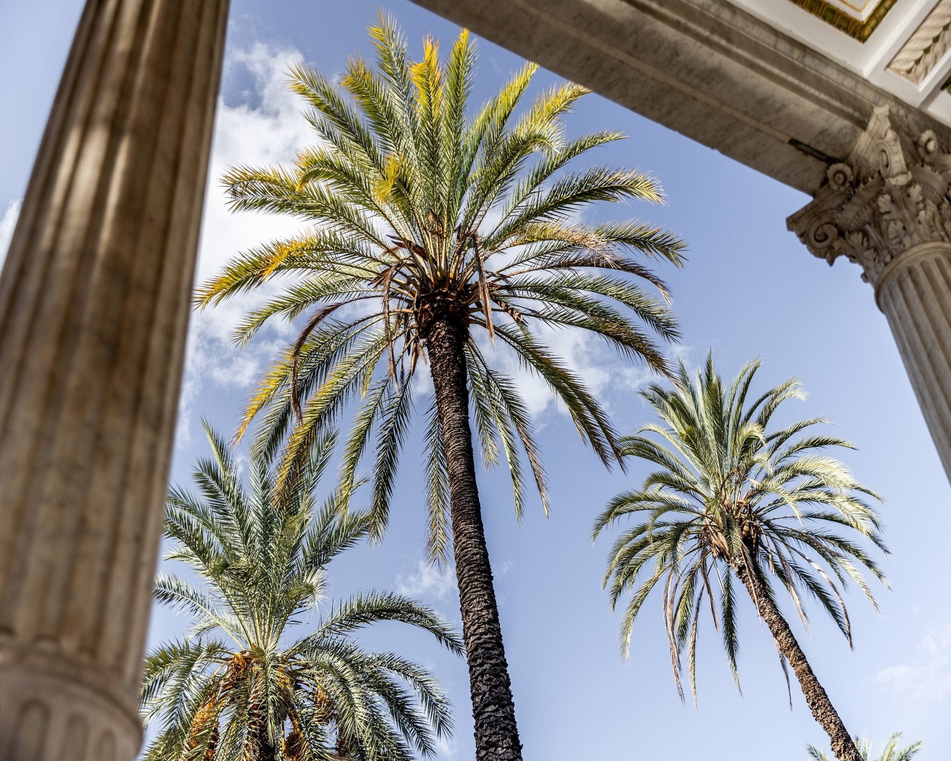 Sicilian Palm View