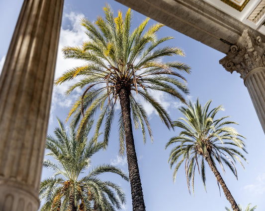 Sicilian Palm View
