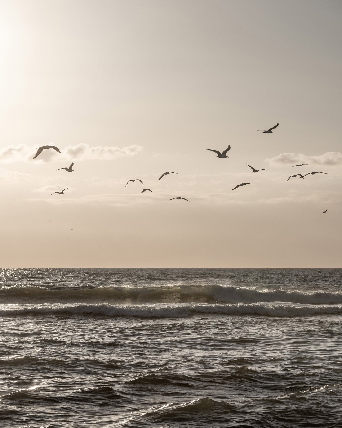 Seagulls Over Ocean