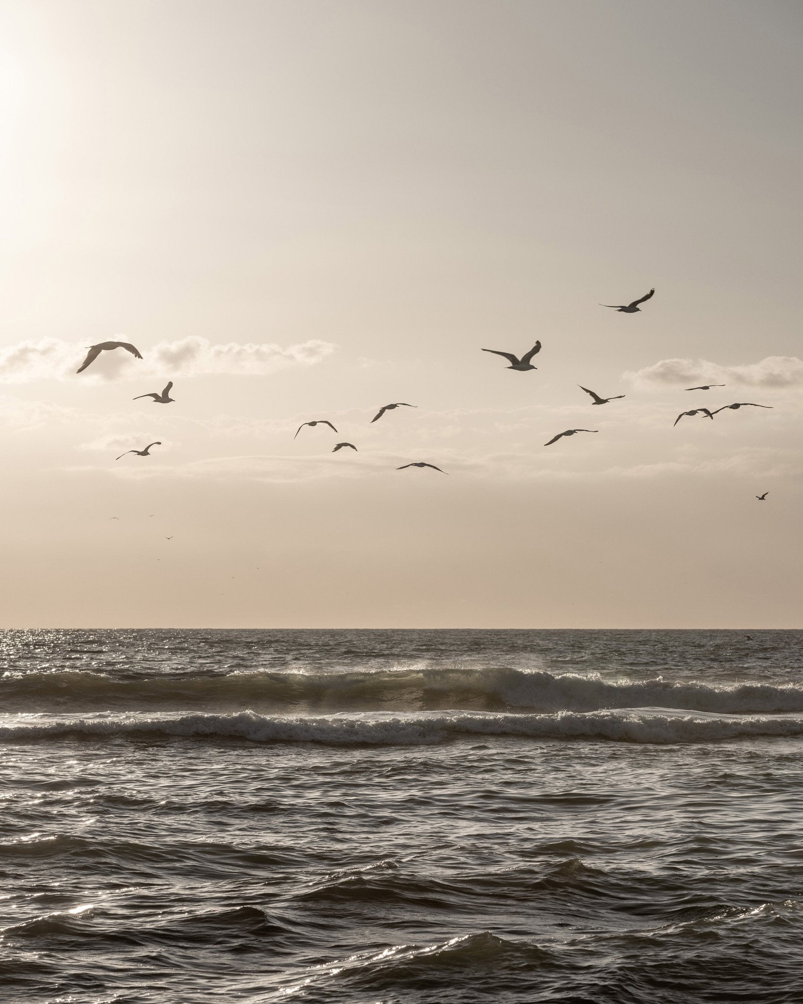 Seagulls Over Ocean