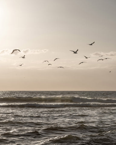 Seagulls Over Ocean