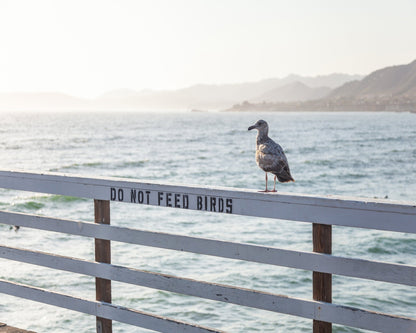 Seagull On Pier
