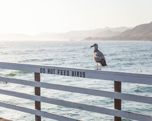 Seagull On Pier
