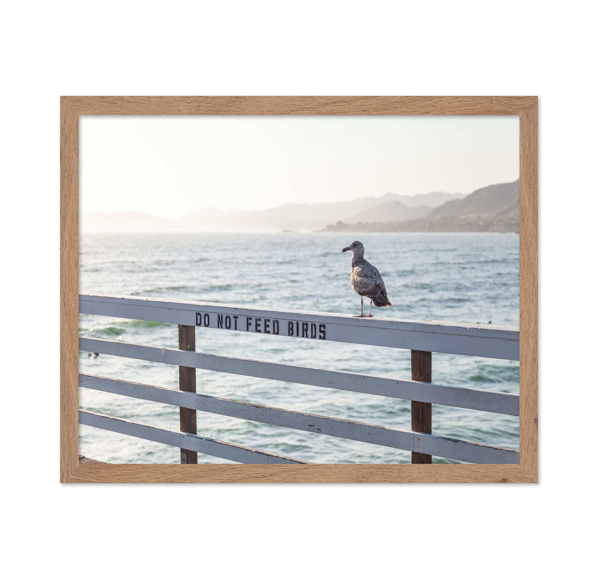 Seagull On Pier