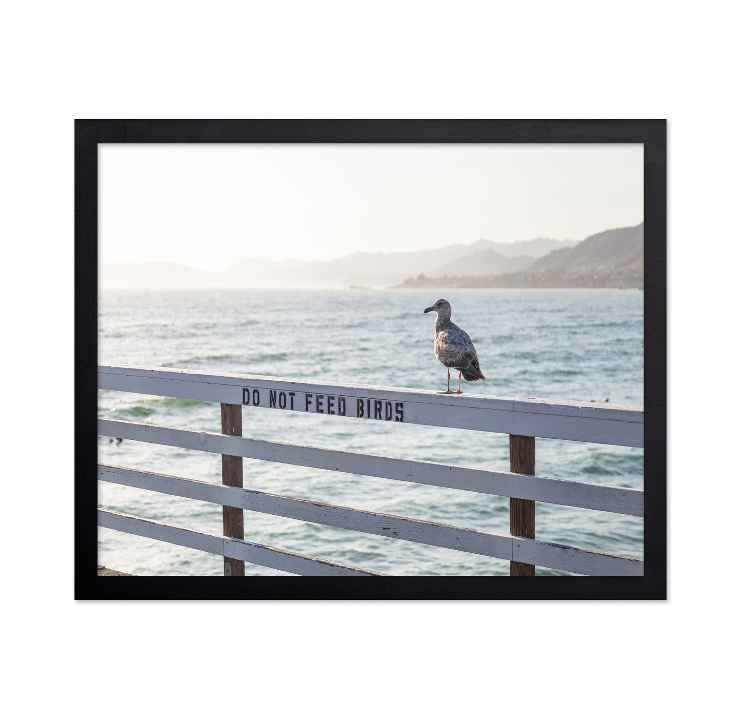 Seagull On Pier
